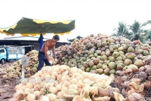 Người trồng dừa phấn khởi khi giá tăng trở lại