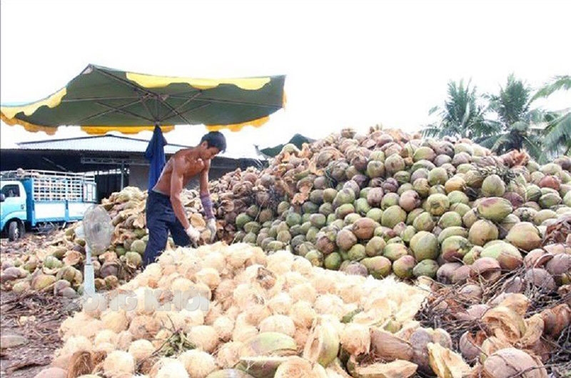 Người trồng dừa phấn khởi khi giá tăng trở lại