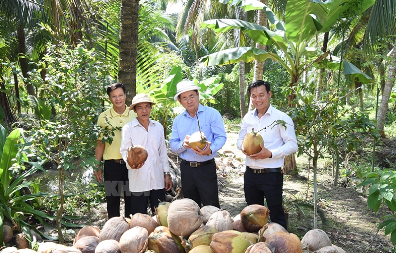 Đề án Phát triển cây công nghiệp chủ lực đến năm 2030, bài 1: Đưa cây dừa trở thành cây công nghiệp chủ lực