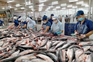 7 tháng năm 2023, số lô hàng cá tra xuất khẩu bị cảnh báo giảm 89%