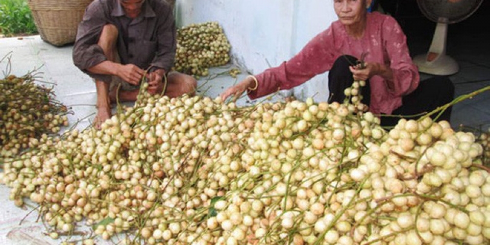 Trái cây rộ mùa, rớt giá