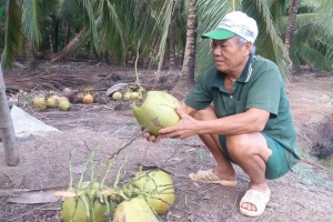 Bến Tre: Giá dừa cao nhưng khan hàng