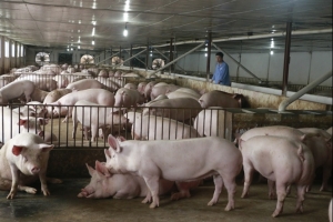 Từ hôm nay (12/6), nhập khẩu lợn sống từ Thái Lan về Việt Nam