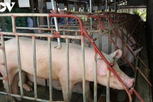 Giá lợn hơi xuống quanh mức 80.000 đồng/kg, nhiều địa phương tái đàn 100%