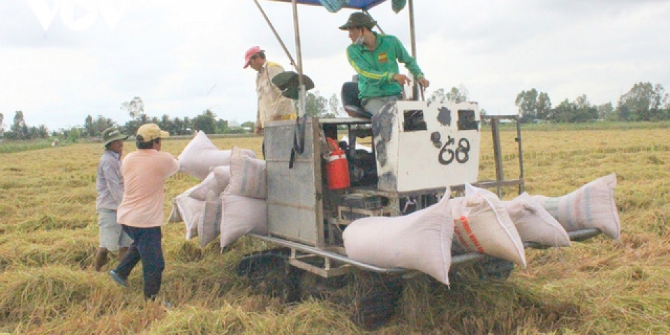 Với mặt hàng gạo, EU dành cho Việt Nam lượng hạn ngạch 80.000 tấn với thuế suất 0%.