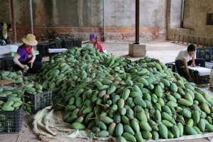 Hỗ trợ kết nối tiêu thụ sản phẩm nông sản huyện Mường La, tỉnh Sơn La