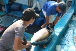 Xuất khẩu cá ngừ tháng 9 giảm 15%