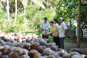 Gian nan liên kết chuỗi ngành dừa