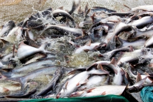 Từ đỉnh năm 2018, giá cá tra Việt Nam có thể giảm dần vào năm 2019