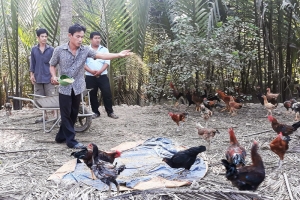Thanh niên Phú Điền hợp tác nuôi gà hiệu quả