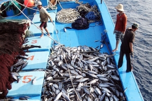 Gỡ “thẻ vàng” cho hải sản: Sẽ xử lý nghiêm chủ tàu vi phạm