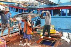 Nâng cao hiệu quả chống khai thác hải sản bất hợp pháp