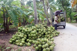 Hợp tác xã nông nghiệp xã Châu Hòa: Góp phần gia tăng chuỗi giá trị dừa