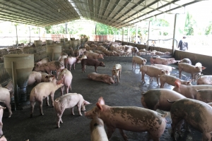 Công tác ngăn chặn và phòng chống dịch tả lợn Châu Phi và bệnh Cúm gia cầm trên địa bàn tỉnh Bến Tre