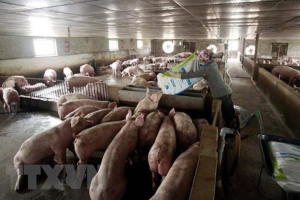 Tổng cục Hải quan đưa ra nhiều giải pháp chống xuất lậu lợn