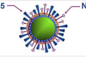 UBND tỉnh Bến Tre chỉ đạo phòng, chống dịch cúm A (H5N1) trên gia cầm và ở người.