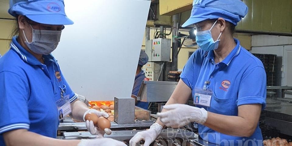 Kêu gọi người tiêu dùng “giải cứu” gia cầm vì rớt giá quá thấp