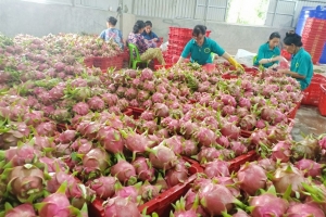 Hỗ trợ kết nối tiêu thụ thanh long tỉnh Bình Thuận