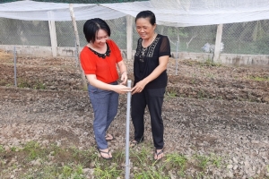 Khởi nghiệp từ trồng rau sạch an toàn