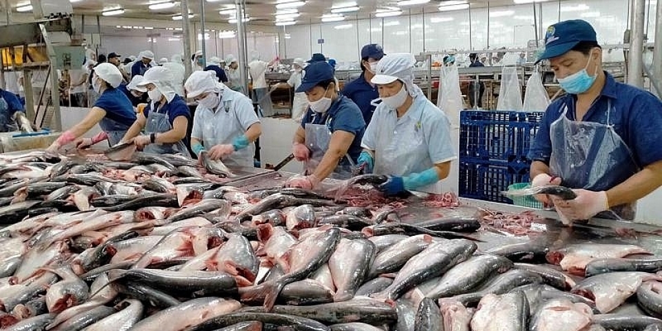 7 tháng năm 2023, số lô hàng cá tra xuất khẩu bị cảnh báo giảm 89%
