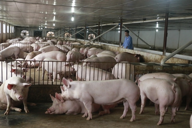 Giá lợn hơi hôm nay 3/8: Ghi nhận mức giảm nhẹ tại cả ba miền Bắc, miền Trung - Tây Nguyên và miền Nam