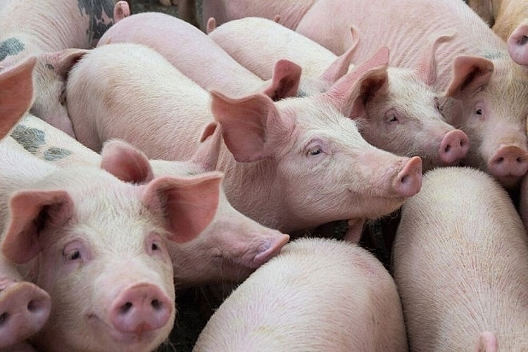 Giá lợn hơi hôm nay 10/8: Thu mua quanh ngưỡng 81.000 đồng đến 91.000 đồng/kg