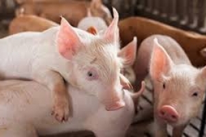 Giá lợn hơi hôm nay 4/8: Điều chỉnh nhẹ từ 1.000 - 2.000 đồng/kg tại cả 3 miền
