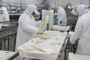Xuất khẩu mực, bạch tuộc sang Trung Quốc tăng 171% trong tháng 5/2020