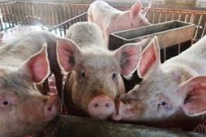 Giá lợn hơi hôm nay 17/8: Tiếp tục giảm tại miền Bắc và Tây Nguyên
