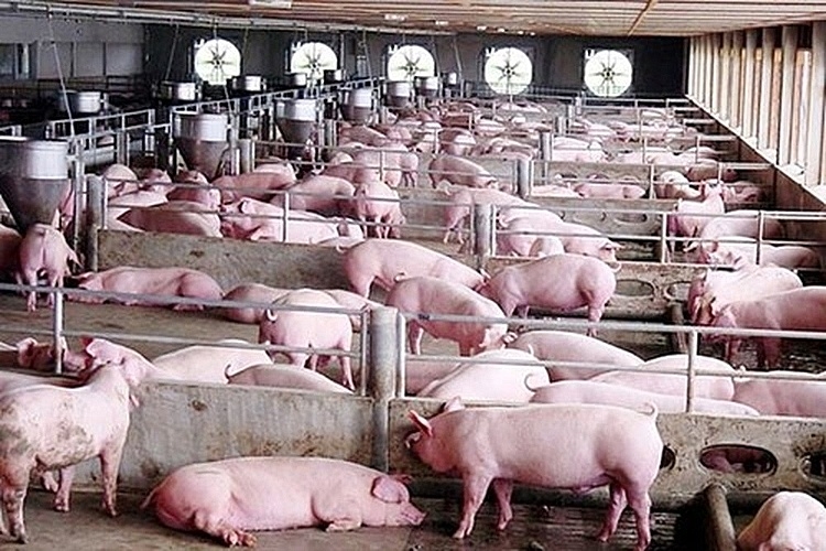 Giá lợn hơi hôm nay 6/8: Tiếp diễn đà giảm giá ở một số địa phương