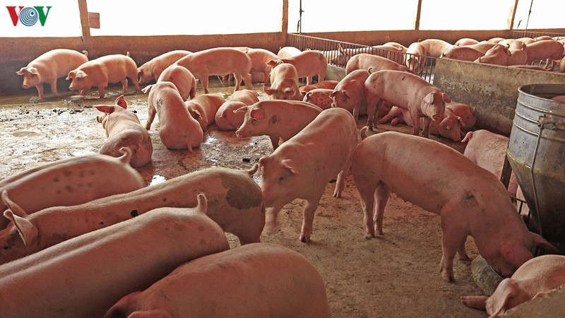 Thúc đẩy chăn nuôi lợn nhưng phải đảm bảo an toàn dịch bệnh