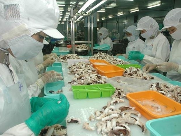 Tháng 7/2020: Xuất khẩu mực, bạch tuộc Việt Nam sang Trung Quốc vẫn ổn định