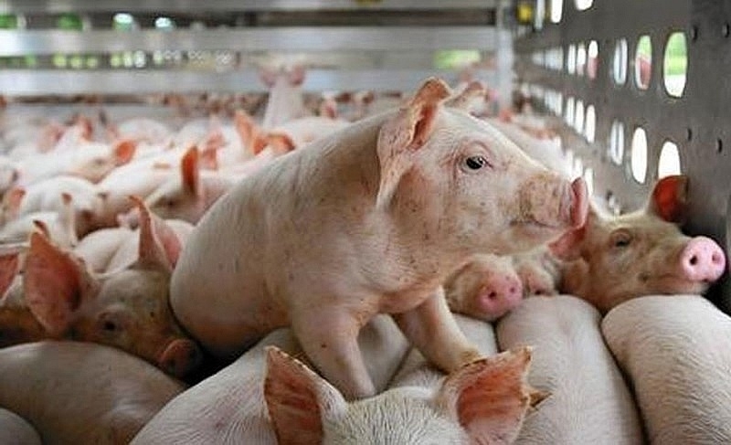 Giá lợn hơi hôm nay 19/8: Tiến sát ngưỡng 80.000 đồng/kg