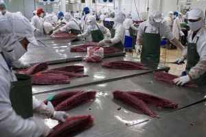  Xuất khẩu cá ngừ Việt Nam sang Mỹ tăng trở lại