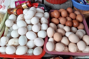 Nguồn cung trứng gia cầm còn rất nhiều, không lo thiếu hàng