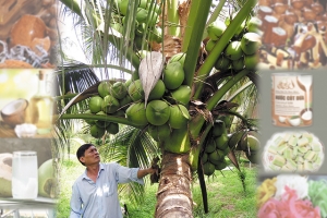 “Đánh thức” tiềm năng cây dừa để thêm sản phẩm tỷ đô