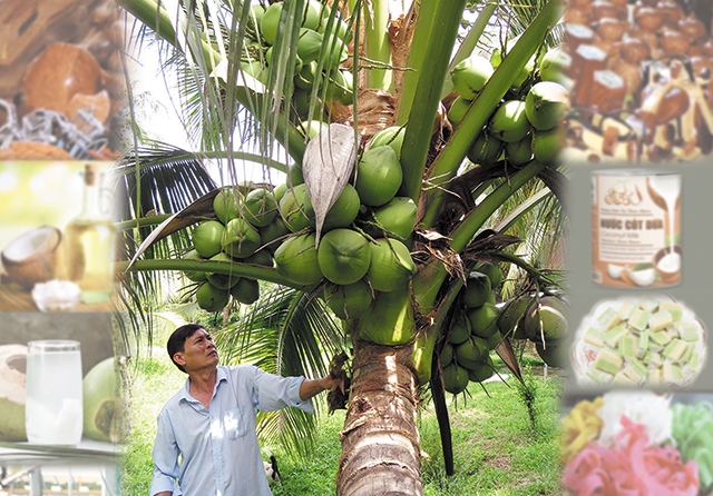 “Đánh thức” tiềm năng cây dừa để thêm sản phẩm tỷ đô