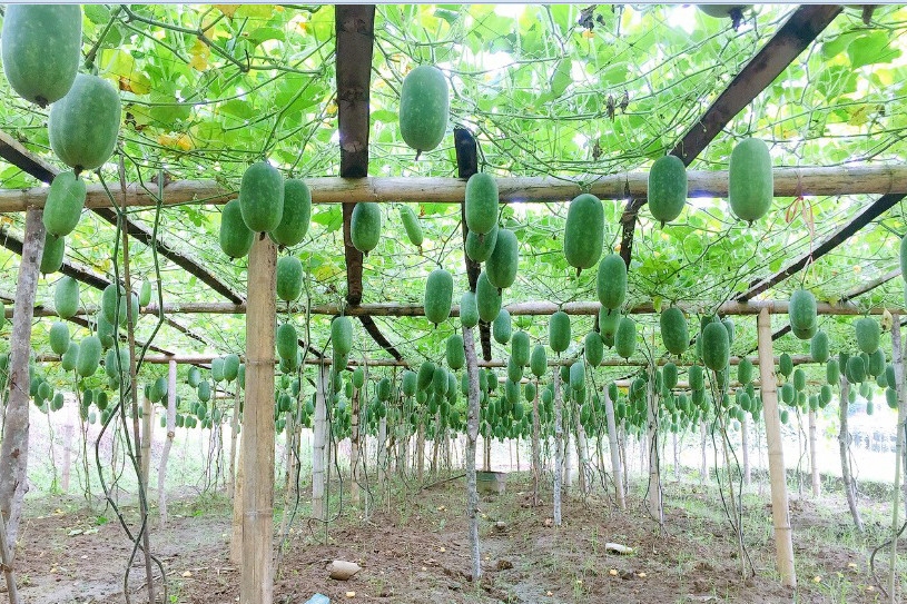 Hỗ trợ kết nối tiêu thụ sản phẩm bí xanh thơm Bắc Kạn