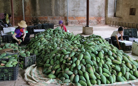 Hỗ trợ kết nối tiêu thụ sản phẩm nông sản huyện Mường La, tỉnh Sơn La