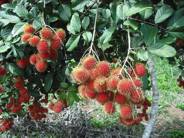 Hỗ trợ kết nối tiêu thụ các mặt hàng nông sản của tỉnh Đồng Nai