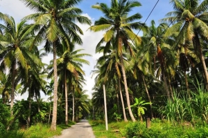 Cần bán cây dừa lão có trên 50-100 năm tuổi