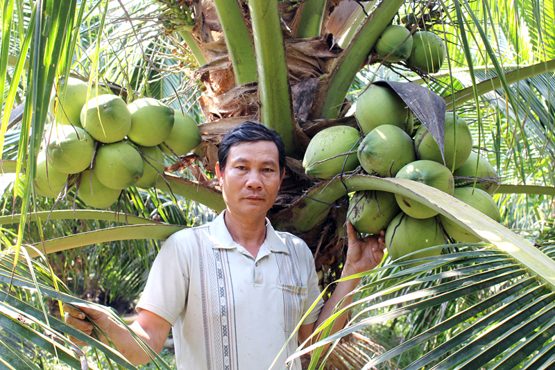 Chuyển đổi từ trồng lúa sang trồng dừa xiêm xanh đạt hiệu quả kinh tế cao