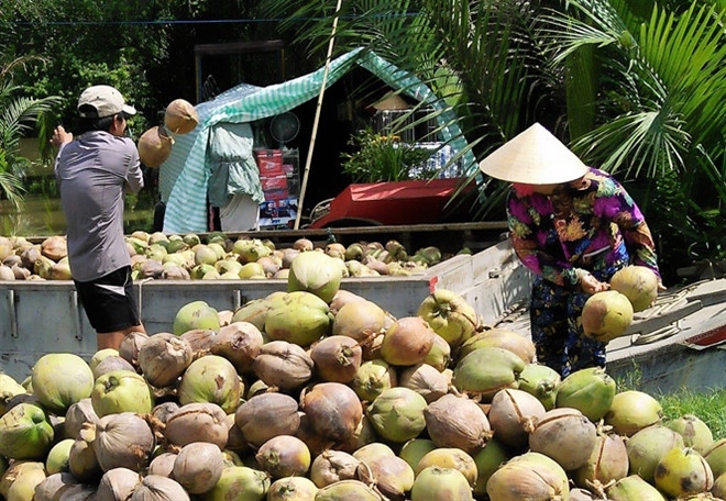 Xây dựng trung tâm sơ chế và liên kết tiêu thụ dừa