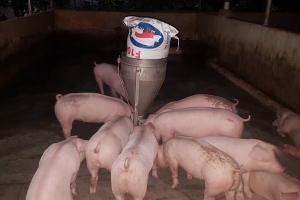 Tổ chức thực hiện nghiêm các giải pháp phòng chống bệnh Dịch tả lợn châu Phi