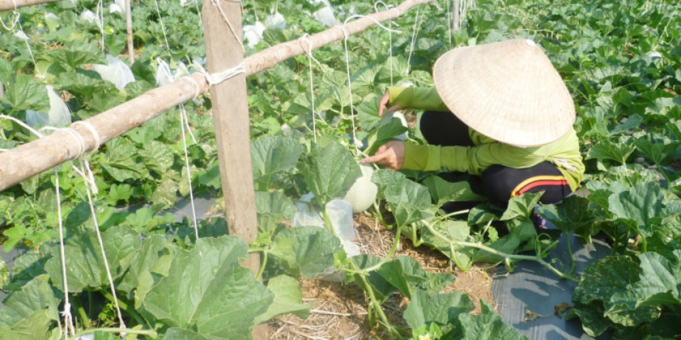 Mô hình trồng dưa lưới xã Thừa Đức đem lại hiệu quả cao