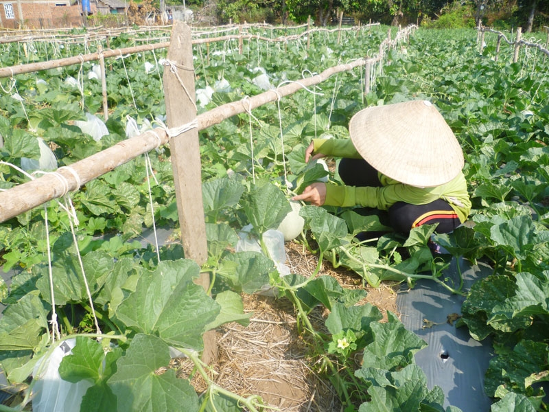 Mô hình trồng dưa lưới xã Thừa Đức đem lại hiệu quả cao