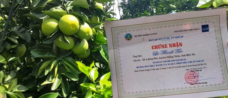 Bến Tre: Điểm sáng phát triển trái cây bền vững tại Đồng bằng sông Cửu Long