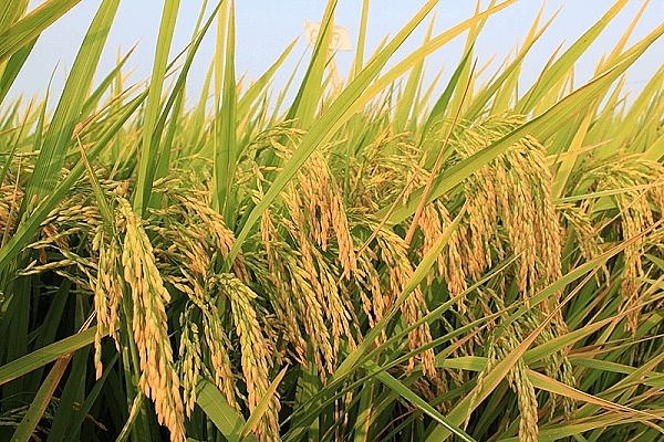Lúa miền Tây trúng mùa, rớt giá