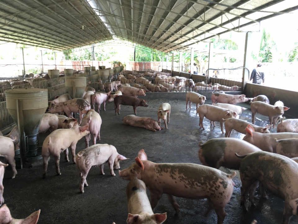 Công tác ngăn chặn và phòng chống dịch tả lợn Châu Phi và bệnh Cúm gia cầm trên địa bàn tỉnh Bến Tre