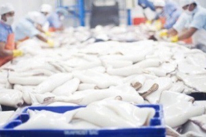 Xuất khẩu mực, bạch tuộc giảm gần 10% trong 9 tháng đầu năm nay